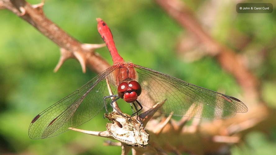 IMG_2742 Sympetrum sanguineum male.JPG